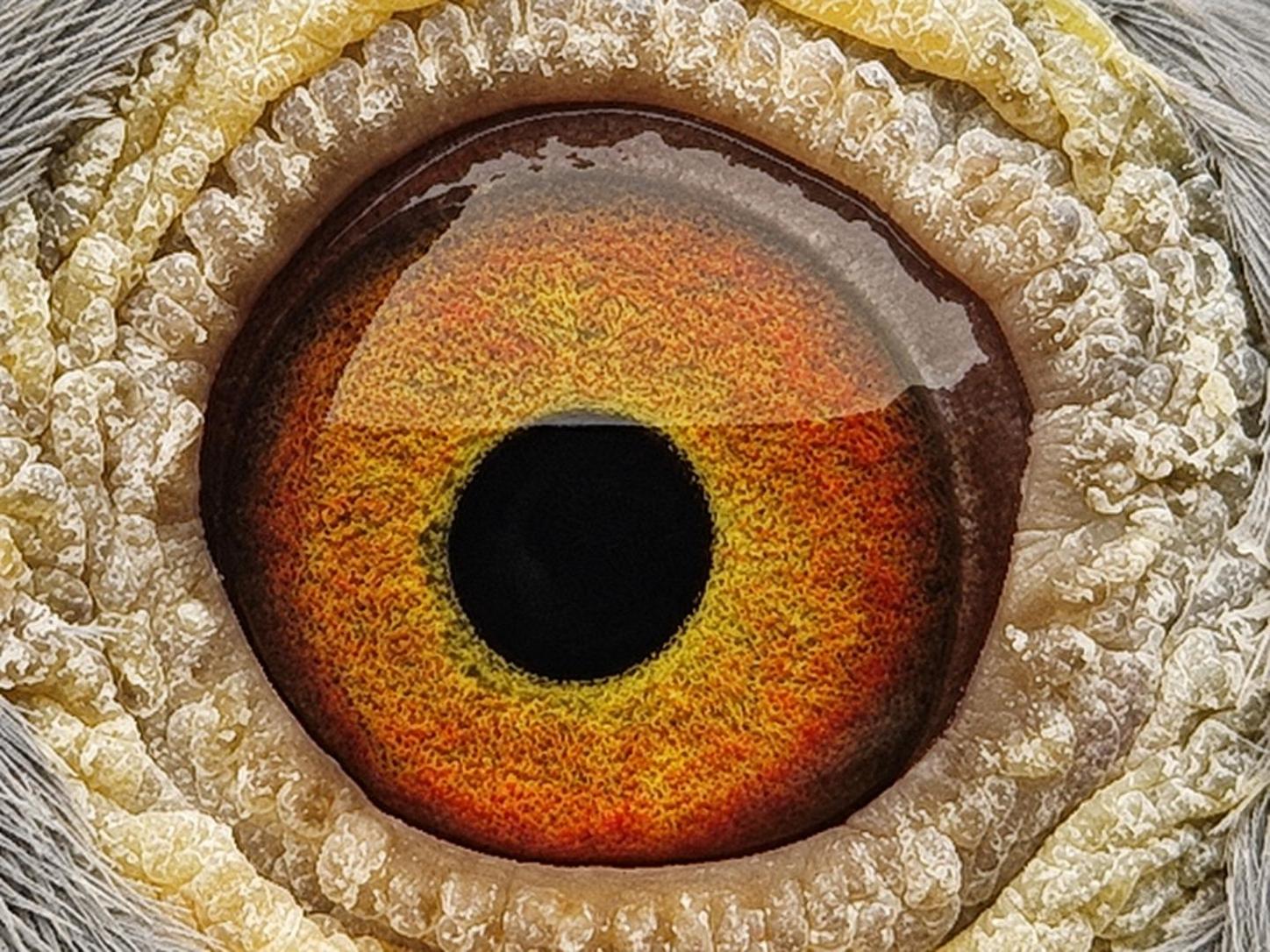 Pigeon eye